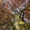 Fagus sylvatica 'Atropunicea' - 1