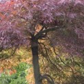 Acer palmatum 'Garnet' - Foto 5