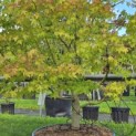 Acer palmatum - 1