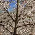 Prunus 'The Bride' - Foto 4