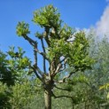 Platanus x hispanica 'Alphen's Globe' - 5