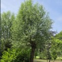 Salix Alba - juni 2026