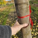 Sycoparrotia semidecidua 'Prins Claus' - 6