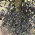 Fagus sylvatica 'Atropunicea' - 4