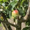 Malus domestica 'Red Elstar' - 3