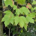 Acer rubrum 'October Glory' - Foto 4