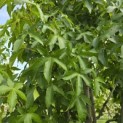 Liquidambar styraciflua 'Palo Alto' - 4