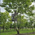 Catalpa erubescens 'Purpurea' - Foto 1