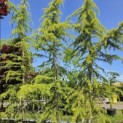 Cedrus deodara 'Aurea' - 1017 is de middelste boom op de foto.  Juni 2026