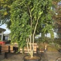Acer palmatum 'Ryusen' - 2