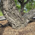 Quercus suber - 7
