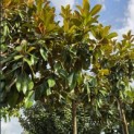 Magnolia grandiflora 'Goliath' - Foto 3