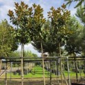 Magnolia grandiflora 'Goliath' - Foto 2