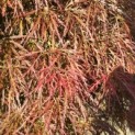 Acer palmatum 'Dragon's fire' - Foto 4
