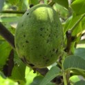 Juglans regia 'Lange van Lod' - Foto 7