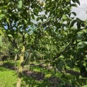 Juglans regia 'Lange van Lod' - Foto 6