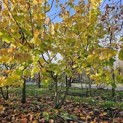 Corylus Avellana 'Aurea' - 2