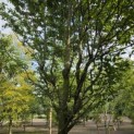Carpinus betulus 'Frans Fontaine'   (Fastigiata) - 3