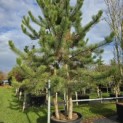 Pinus nigra  subsp. nigra - 1