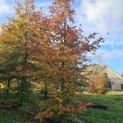 Fagus sylvatica 'Atropunicea' - 2