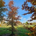 Fagus sylvatica 'Atropunicea' - 1