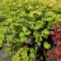 Acer palmatum 'Aconitifolium' - Foto 1