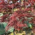 Acer palmatum 'Garnet' - 5