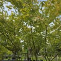 Acer palmatum - 4