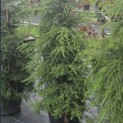 Tsuga canadensis - Foto 1