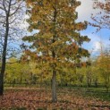 Liquidambar styraciflua - 1