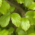 Parrotia persica - Foto 1