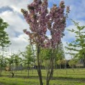 Prunus serrulata 'Kanzan' - 6
