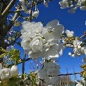 Prunus serrulata 'Shirotae' - Foto 2
