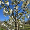 Prunus serrulata 'Shirotae' - Foto 1