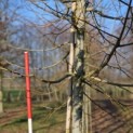 Tilia x europaea 'Euchlora' - 2