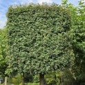 Acer campestre - Foto 7