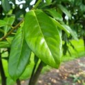 Prunus laurocerasus 'Rotundifolia' - Foto 1