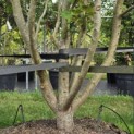 Parrotia persica - 3