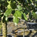 Quercus ilex - 3