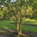Acer campestre - 3