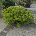 Rhododendron (AJ) George Lindley Taber' - Foto 2