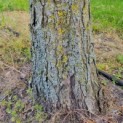 Cercidiphyllum japonicum - Afbeelding 5
