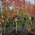 Liquidambar styraciflua 'Worplesdon' - 3