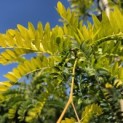 Gleditsia triacanthos 'Sunburst' - Foto 1