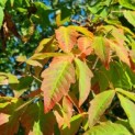 Acer Triflorum - Foto 2