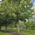 Castanea sativa - 5