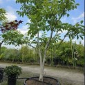 Juglans regia - 2