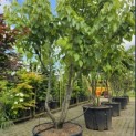 Davidia involucrata - 1