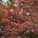 Acer palmatum - 1