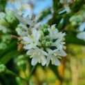 Heptacodium miconioides